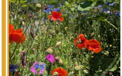 Standing Stones in bloom